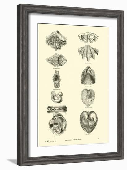 Page from the Pictorial Museum of Animated Nature-null-Framed Giclee Print