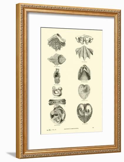 Page from the Pictorial Museum of Animated Nature-null-Framed Giclee Print