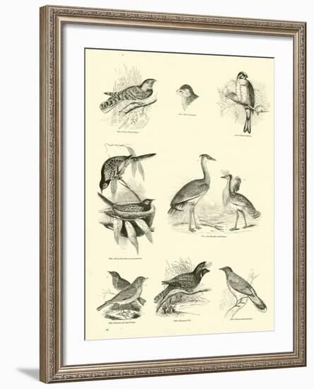 Page from the Pictorial Museum of Animated Nature-null-Framed Giclee Print