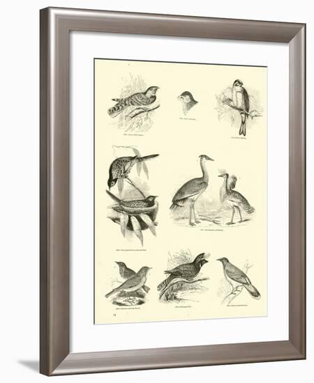 Page from the Pictorial Museum of Animated Nature-null-Framed Giclee Print