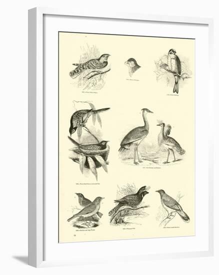 Page from the Pictorial Museum of Animated Nature-null-Framed Giclee Print