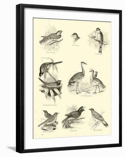 Page from the Pictorial Museum of Animated Nature-null-Framed Giclee Print