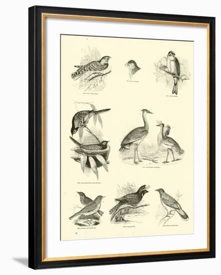 Page from the Pictorial Museum of Animated Nature-null-Framed Giclee Print