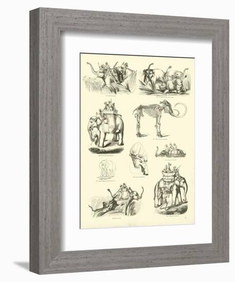 Page from the Pictorial Museum of Animated Nature-null-Framed Giclee Print