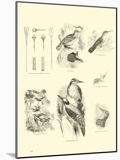 Page from the Pictorial Museum of Animated Nature-null-Mounted Giclee Print