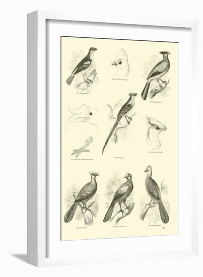 Page from the Pictorial Museum of Animated Nature-null-Framed Giclee Print