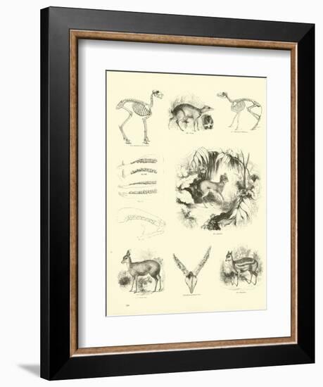 Page from the Pictorial Museum of Animated Nature-null-Framed Giclee Print