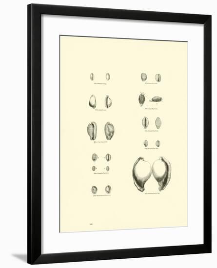 Page from the Pictorial Museum of Animated Nature-null-Framed Giclee Print