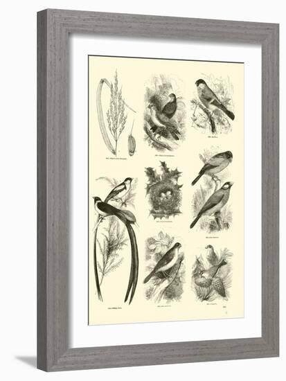 Page from the Pictorial Museum of Animated Nature-null-Framed Giclee Print