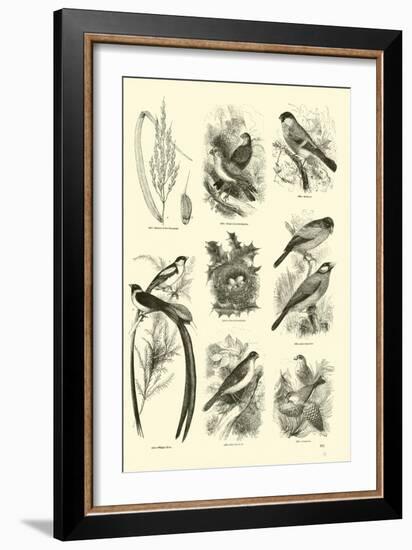 Page from the Pictorial Museum of Animated Nature-null-Framed Giclee Print