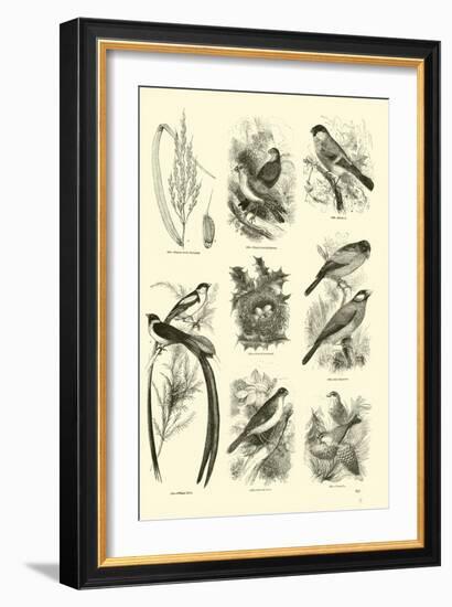 Page from the Pictorial Museum of Animated Nature-null-Framed Giclee Print