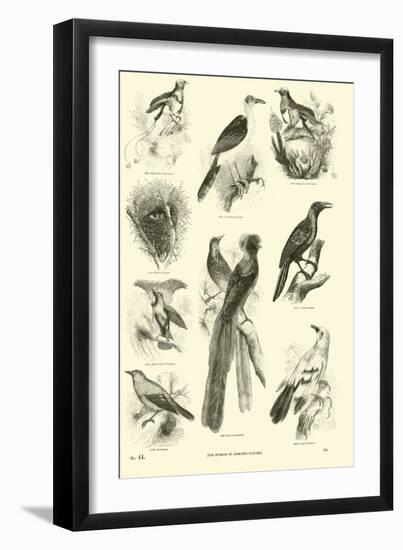 Page from the Pictorial Museum of Animated Nature-null-Framed Giclee Print