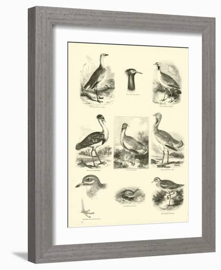 Page from the Pictorial Museum of Animated Nature-null-Framed Giclee Print