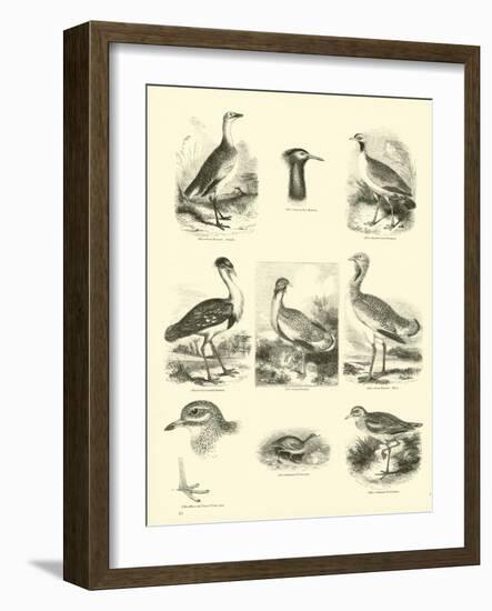 Page from the Pictorial Museum of Animated Nature-null-Framed Giclee Print