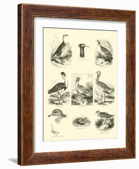 Page from the Pictorial Museum of Animated Nature-null-Framed Giclee Print