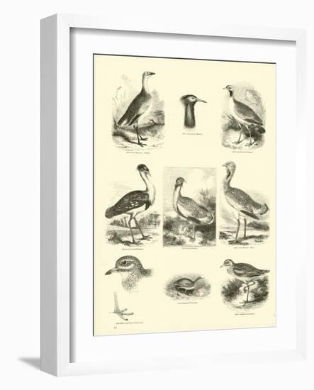 Page from the Pictorial Museum of Animated Nature-null-Framed Giclee Print