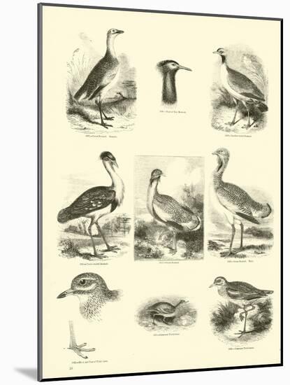 Page from the Pictorial Museum of Animated Nature-null-Mounted Giclee Print