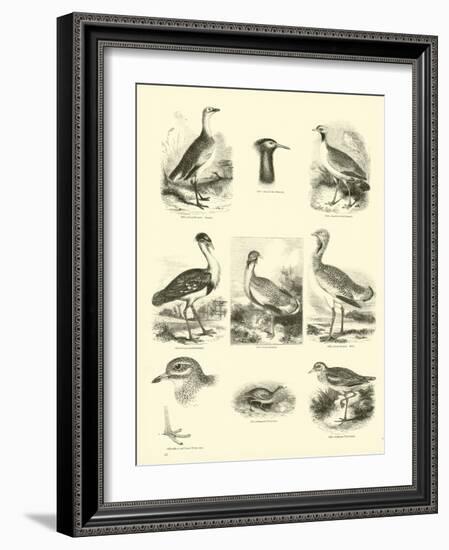 Page from the Pictorial Museum of Animated Nature-null-Framed Giclee Print