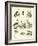 Page from the Pictorial Museum of Animated Nature-null-Framed Giclee Print