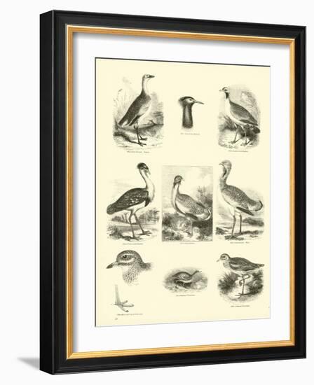 Page from the Pictorial Museum of Animated Nature-null-Framed Giclee Print