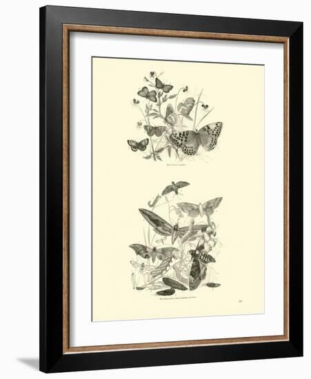 Page from the Pictorial Museum of Animated Nature-null-Framed Giclee Print