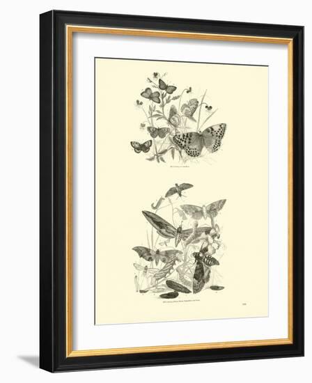 Page from the Pictorial Museum of Animated Nature-null-Framed Giclee Print