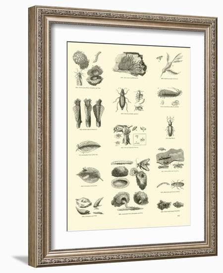 Page from the Pictorial Museum of Animated Nature-null-Framed Giclee Print