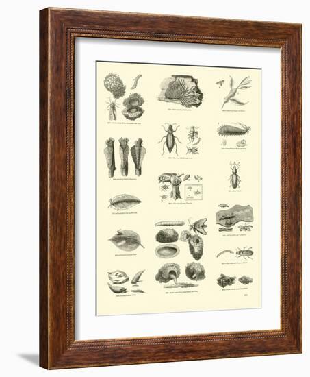 Page from the Pictorial Museum of Animated Nature-null-Framed Giclee Print