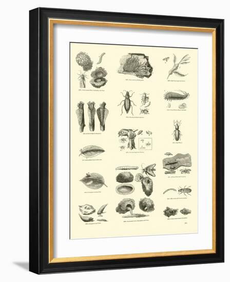 Page from the Pictorial Museum of Animated Nature-null-Framed Giclee Print