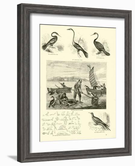 Page from the Pictorial Museum of Animated Nature-null-Framed Giclee Print