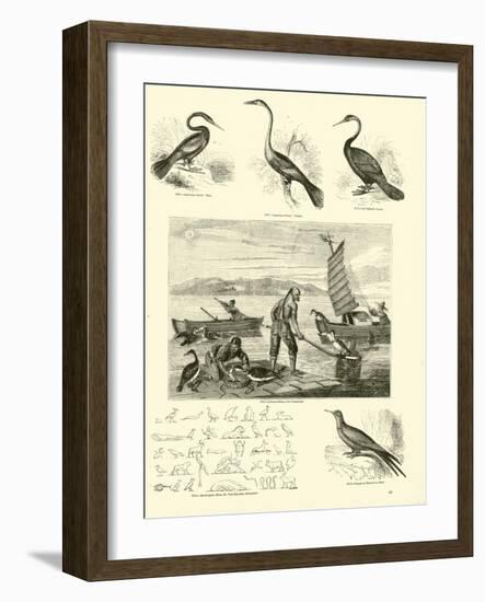 Page from the Pictorial Museum of Animated Nature-null-Framed Giclee Print