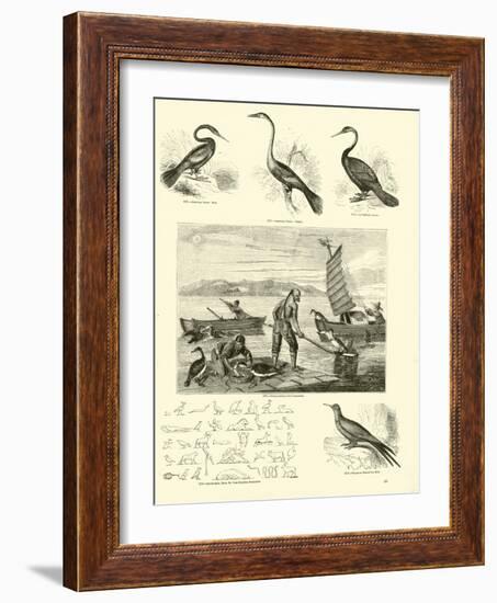 Page from the Pictorial Museum of Animated Nature-null-Framed Giclee Print