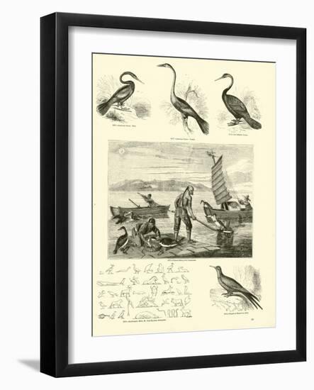 Page from the Pictorial Museum of Animated Nature-null-Framed Giclee Print