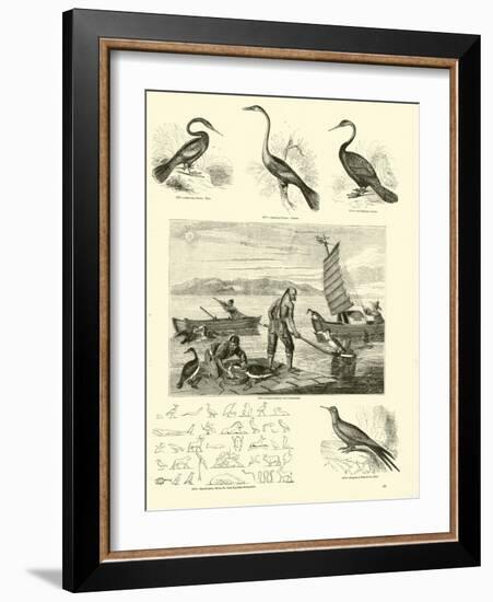 Page from the Pictorial Museum of Animated Nature-null-Framed Giclee Print