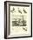 Page from the Pictorial Museum of Animated Nature-null-Framed Giclee Print