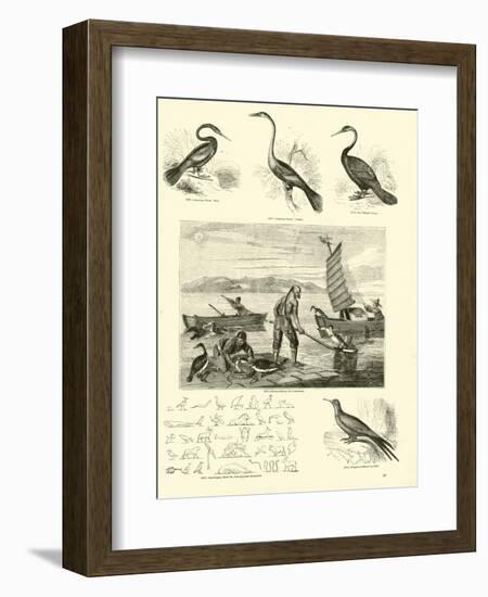 Page from the Pictorial Museum of Animated Nature-null-Framed Giclee Print