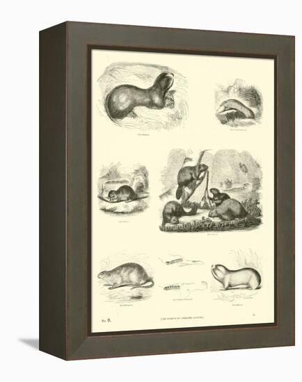 Page from the Pictorial Museum of Animated Nature-null-Framed Premier Image Canvas