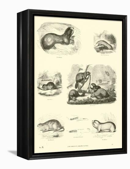 Page from the Pictorial Museum of Animated Nature-null-Framed Premier Image Canvas