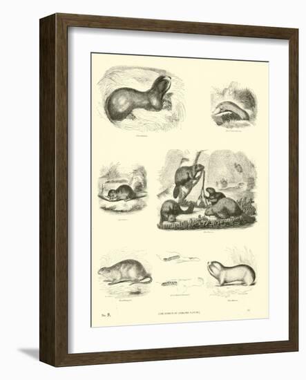 Page from the Pictorial Museum of Animated Nature-null-Framed Giclee Print