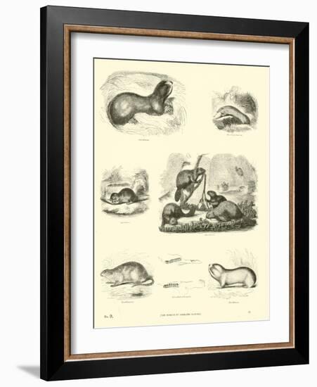 Page from the Pictorial Museum of Animated Nature-null-Framed Giclee Print