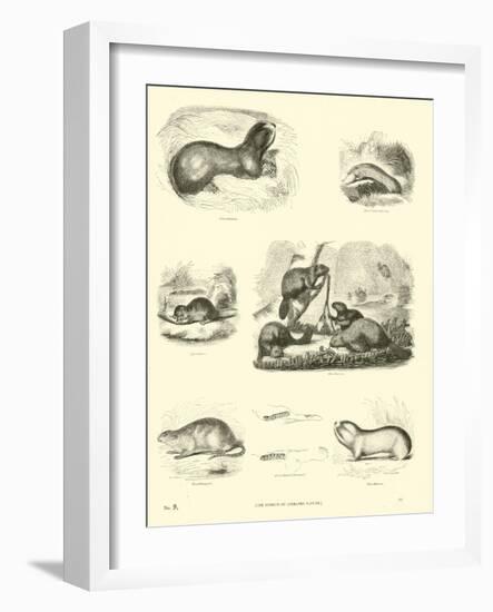 Page from the Pictorial Museum of Animated Nature-null-Framed Giclee Print