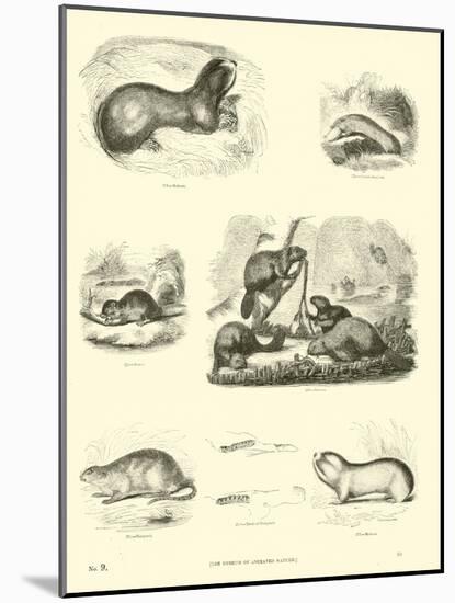 Page from the Pictorial Museum of Animated Nature-null-Mounted Giclee Print