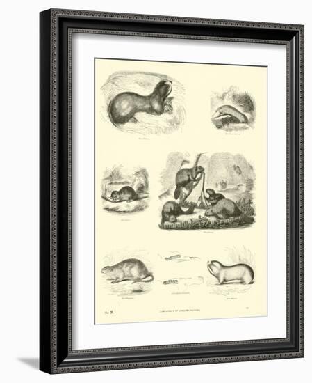 Page from the Pictorial Museum of Animated Nature-null-Framed Giclee Print