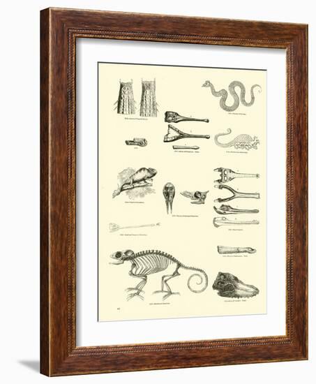 Page from the Pictorial Museum of Animated Nature-null-Framed Giclee Print