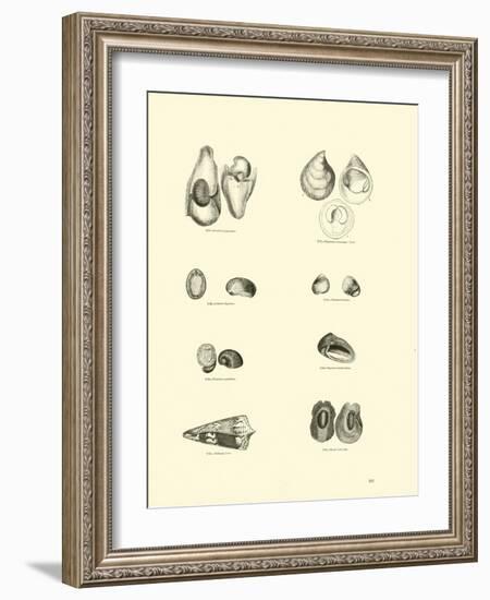 Page from the Pictorial Museum of Animated Nature-null-Framed Giclee Print