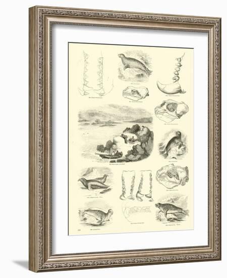 Page from the Pictorial Museum of Animated Nature-null-Framed Giclee Print