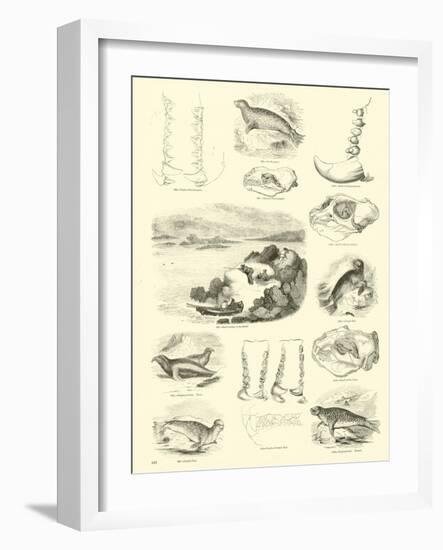 Page from the Pictorial Museum of Animated Nature-null-Framed Giclee Print