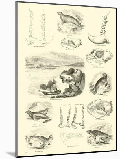 Page from the Pictorial Museum of Animated Nature-null-Mounted Giclee Print