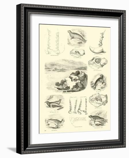 Page from the Pictorial Museum of Animated Nature-null-Framed Giclee Print