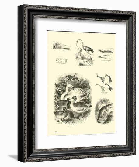 Page from the Pictorial Museum of Animated Nature-null-Framed Giclee Print